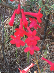 Penstemon utahensis