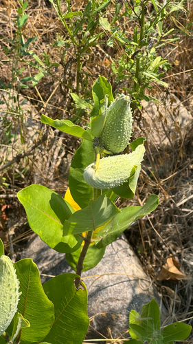 common milkweed