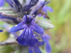 Ajuga genevensis
