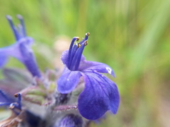 Ajuga genevensis