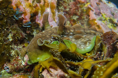 Dolabrifera brazieri