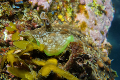 Dolabrifera brazieri