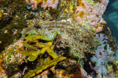 Dolabrifera brazieri