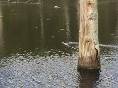 Podiceps cristatus