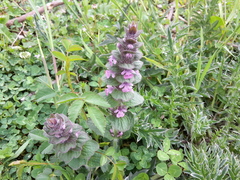 Ajuga genevensis