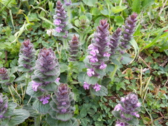 Ajuga genevensis