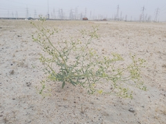 Haplophyllum tuberculatum