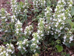 Ajuga genevensis