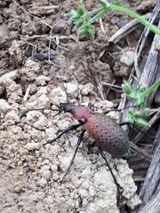 Carabus smaragdinus