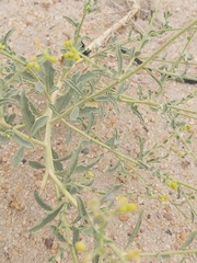 Haplophyllum tuberculatum