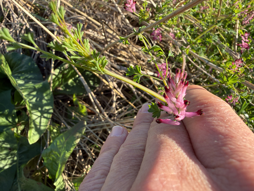 common ramping-fumitory