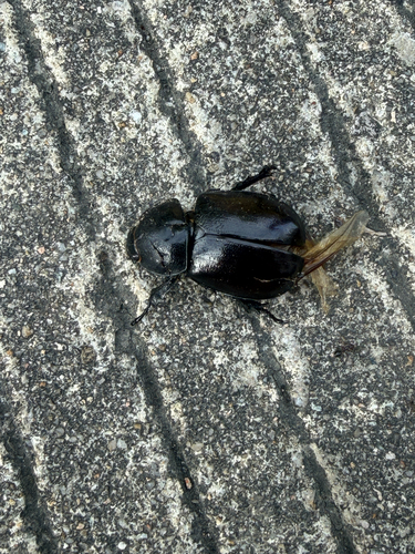 Xylotrupes socrates tonkinensis