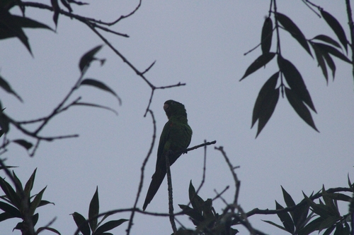 White-eyed Parakeet