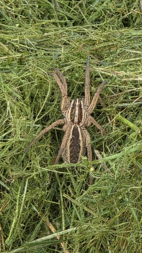 Rabid Wolf Spider