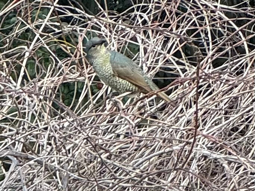 Satin Bowerbird