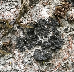 Collema nigrescens