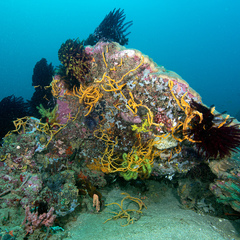 Callyspongia samarensis