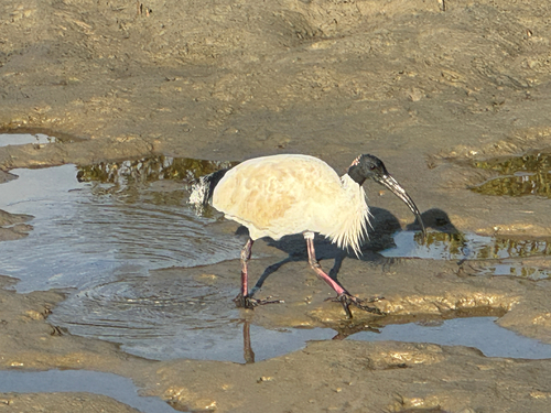 Australian Ibis