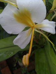 Hedychium flavum