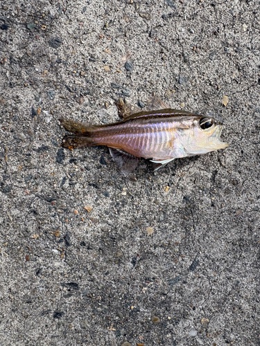 Ostorhinchus fasciatus observed 2026-08-08