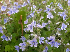 Veronica chamaedrys