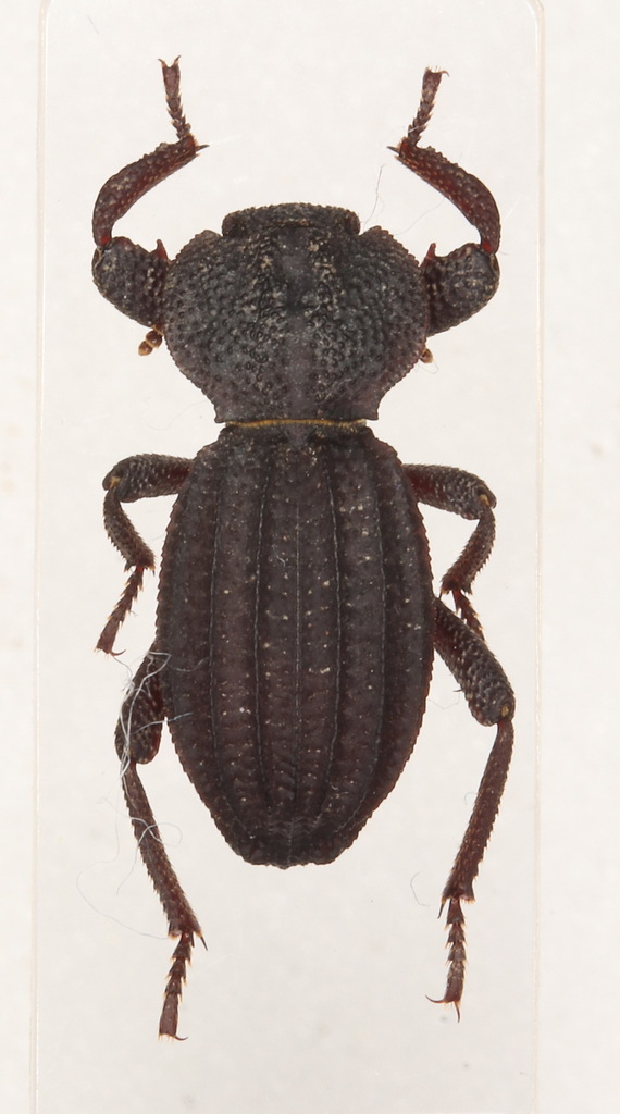 Trogloderus tuberculatus