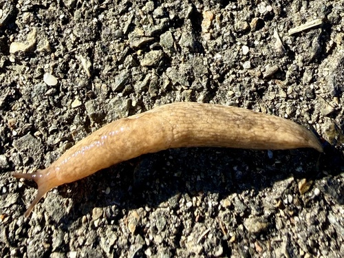 Milky Slug