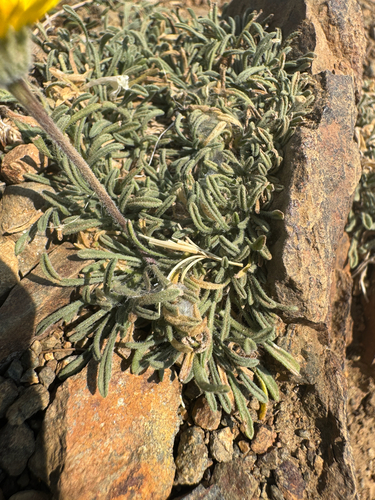 Erigeron chrysopsidis, photograph 4