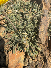 Erigeron chrysopsidis, photograph (c) Daniel Patterson, some rights reserved (CC BY)