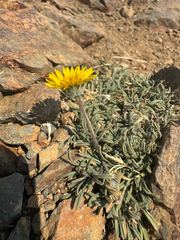 Erigeron chrysopsidis, photograph (c) Daniel Patterson, some rights reserved (CC BY)