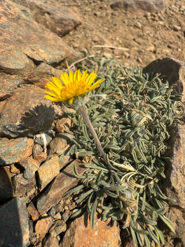 Erigeron chrysopsidis, photograph 3