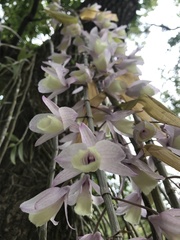 Dendrobium aphyllum