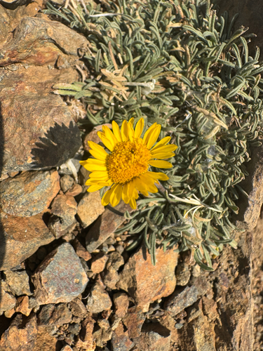 Erigeron chrysopsidis, photograph 2