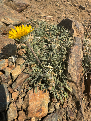 Erigeron chrysopsidis, photograph 1