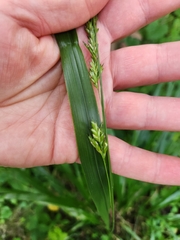 Diarrhena obovata, photograph (c) Sarah Johnson, some rights reserved (CC BY)