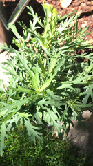 Argyranthemum frutescens