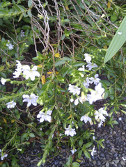 Cuphea hyssopifolia