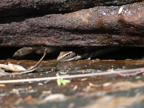 Eastern Water Skink