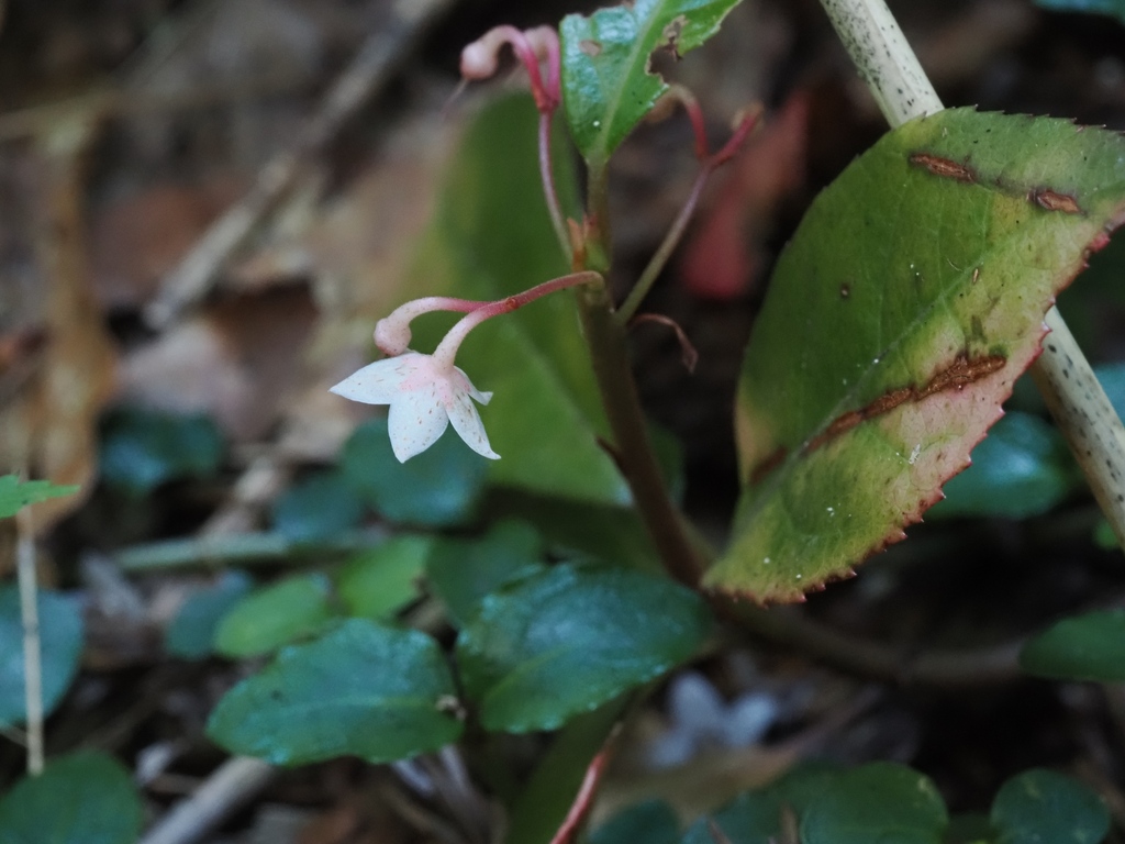 Ardisia japonica; photograph (c) ITÔ, Hiroki, some rights reserved (CC BY)