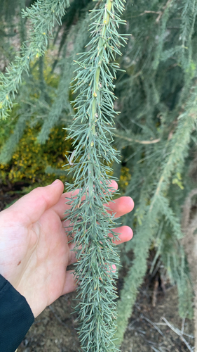 Jacksonia furcellata, photograph 6
