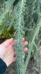 Jacksonia furcellata, photograph (c) Millie Brady, some rights reserved (CC BY)