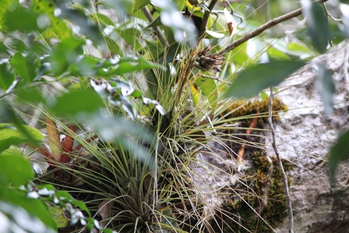 Tillandsia juncea