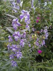 Angelonia biflora