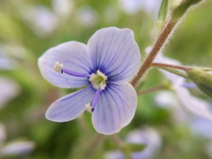 Veronica chamaedrys