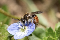 Andrena labiata