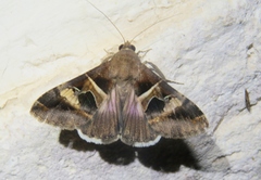 Melipotis perpendicularis