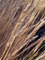 Poa cita, photograph (c) Tom Beard, some rights reserved (CC BY)