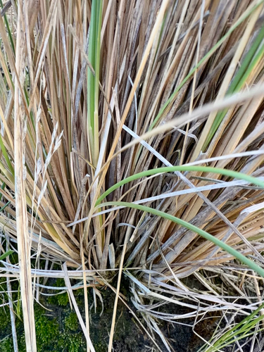 Poa cita, photograph 3