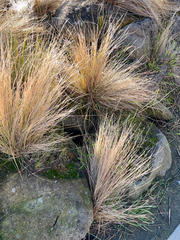Poa cita, photograph (c) Tom Beard, some rights reserved (CC BY)