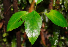 Hedycarya angustifolia